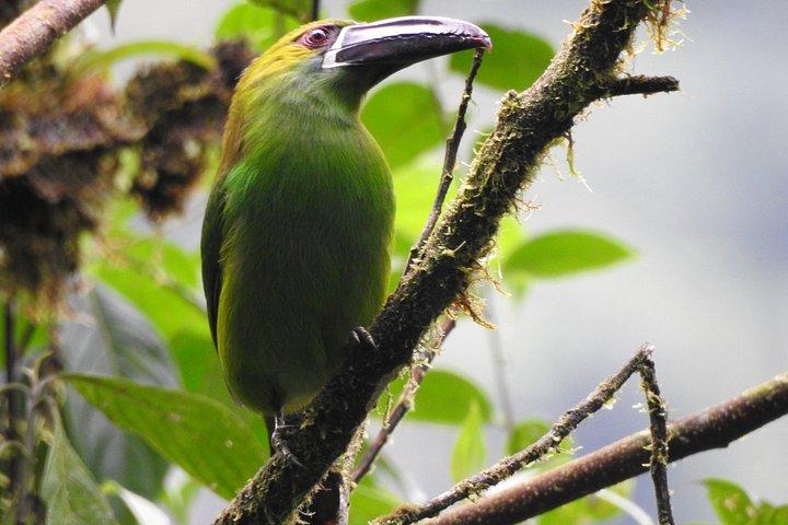 Foresta privata delle nuvole di Mindo con birdwatching e fotografia