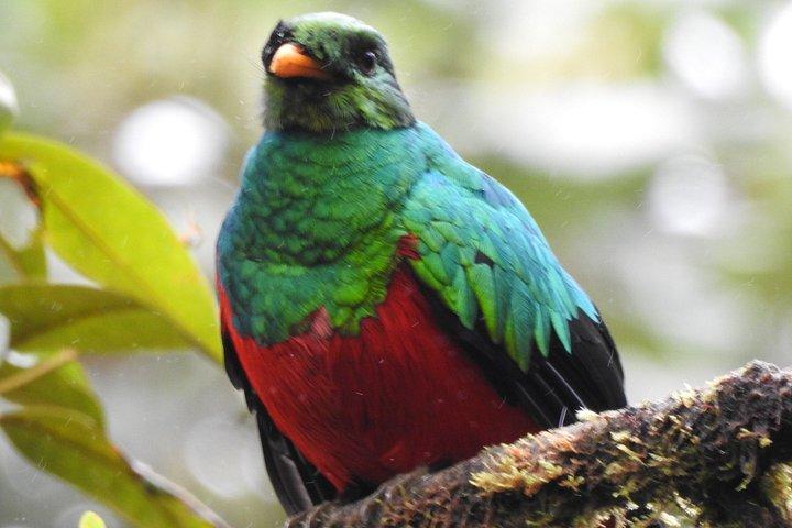 Foresta privata delle nuvole di Mindo con birdwatching e fotografia