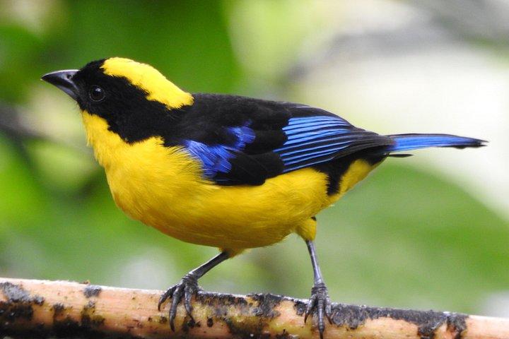 Foresta privata delle nuvole di Mindo con birdwatching e fotografia