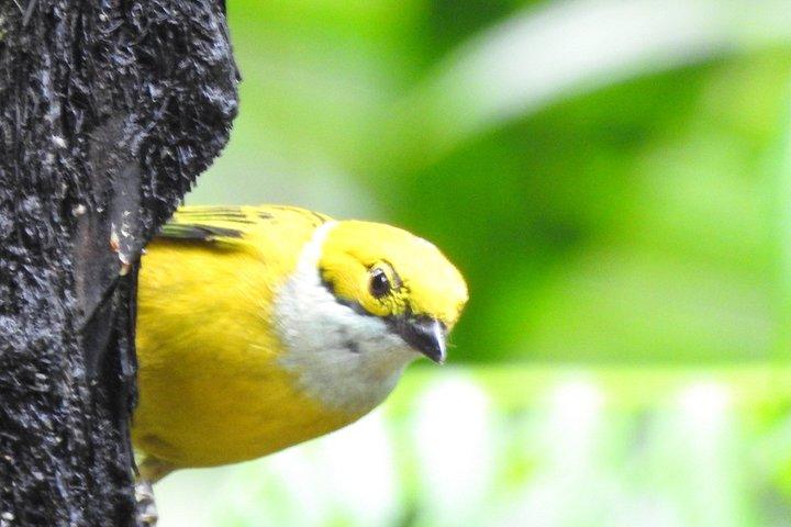 Foresta privata delle nuvole di Mindo con birdwatching e fotografia