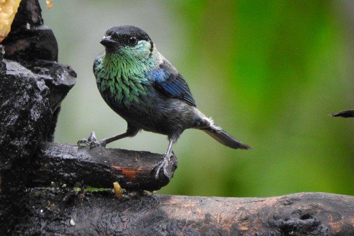 Foresta privata delle nuvole di Mindo con birdwatching e fotografia