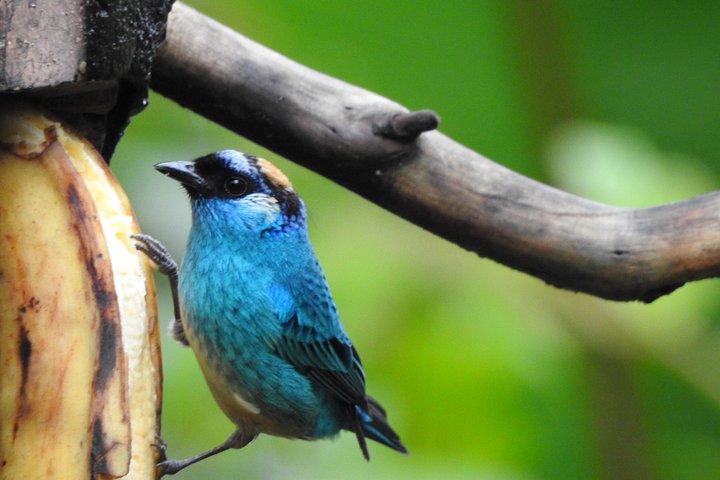 Foresta privata delle nuvole di Mindo con birdwatching e fotografia