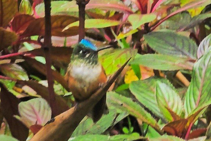 Foresta privata delle nuvole di Mindo con birdwatching e fotografia