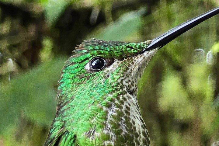 Foresta privata delle nuvole di Mindo con birdwatching e fotografia
