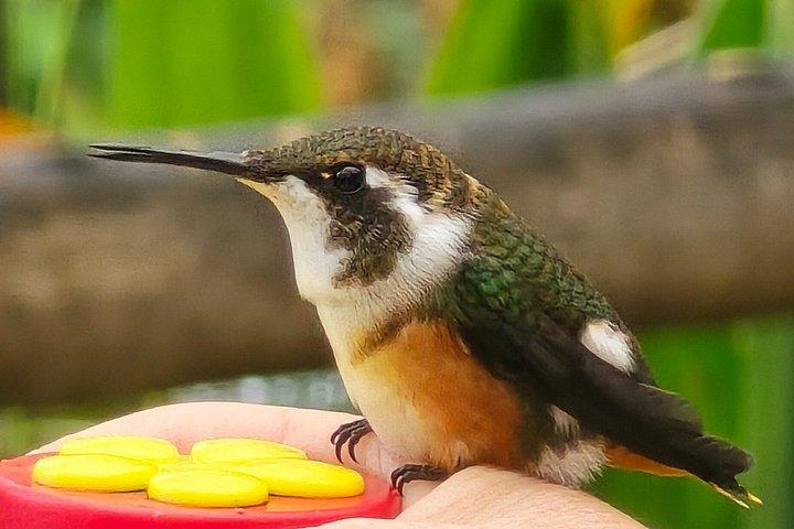 Foresta privata delle nuvole di Mindo con birdwatching e fotografia