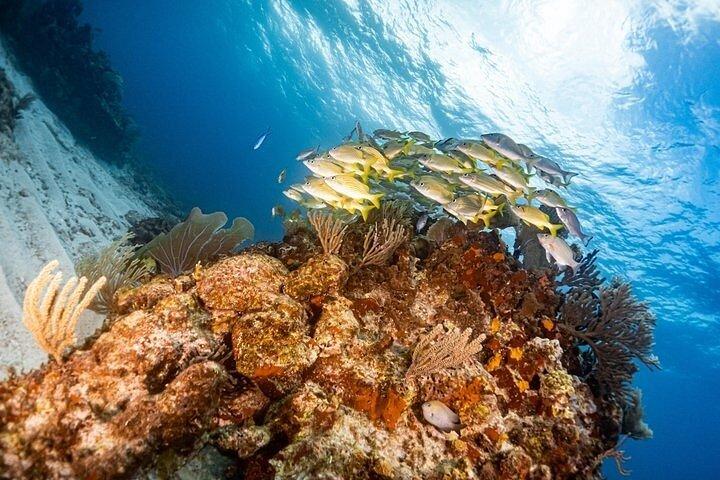 PADI Open Water Diver Certification Course in Isla Mujeres