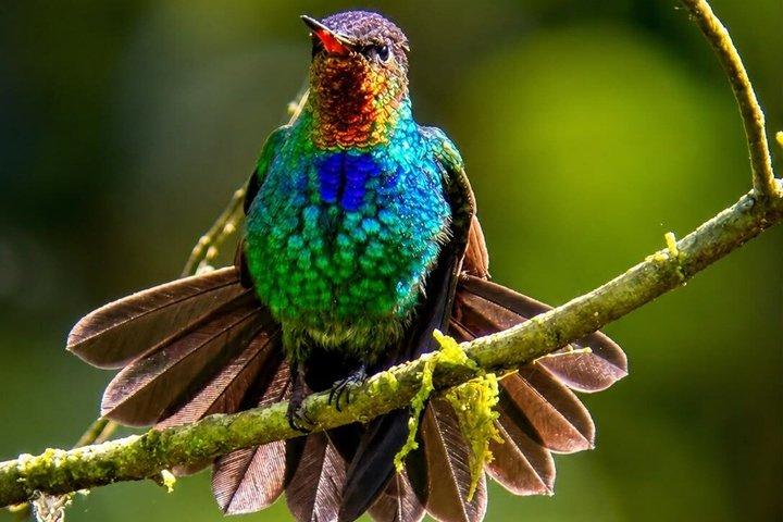 Curi-Cancha Birdwatching Tour in Monteverde