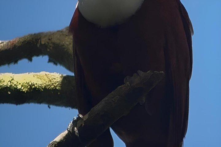 Curi-Cancha Birdwatching Tour in Monteverde