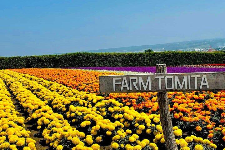 Hokkaido: Biei Blue Pond & Furano Lavender Farm Day Tour