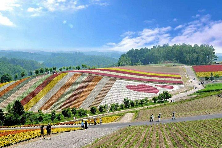 北海道 : 美瑛青い池＆富良野ラベンダー農園日帰りツアー