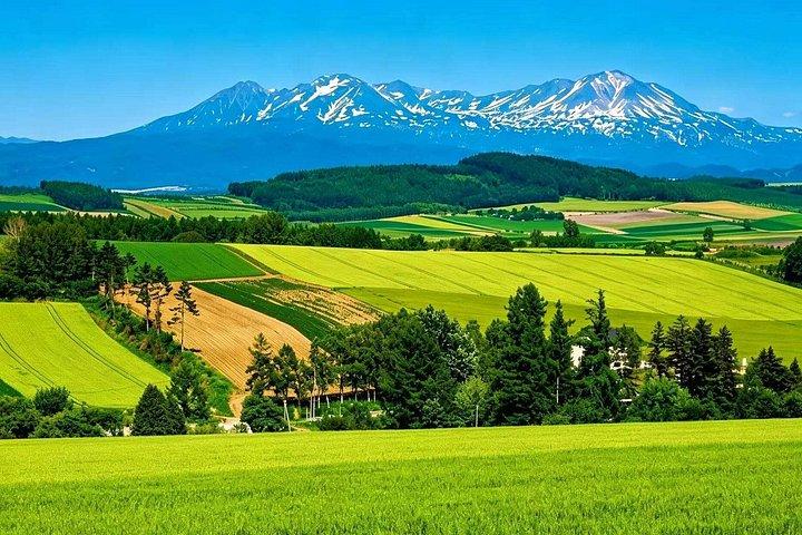 北海道 : 美瑛青い池＆富良野ラベンダー農園日帰りツアー