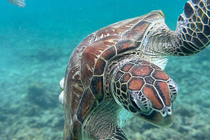 ディマニヤット諸島タートルと海洋生物シュノーケリングアドベンチャー