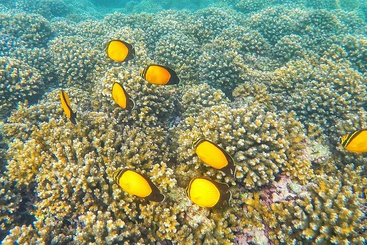 ディマニヤット諸島タートルと海洋生物シュノーケリングアドベンチャー