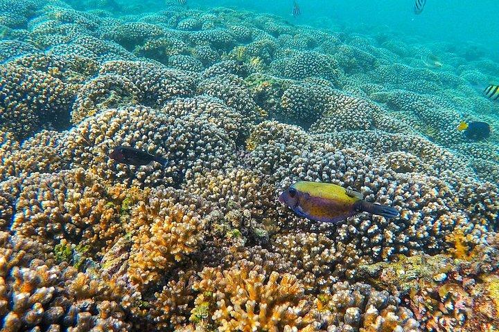 ディマニヤット諸島タートルと海洋生物シュノーケリングアドベンチャー
