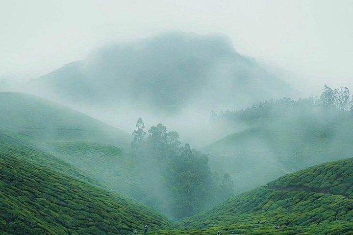 Kochi Private Munnar Day Tour