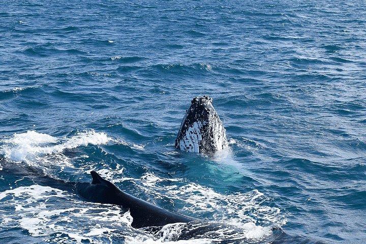 Melbourne: 6-hour Wilsons Prom Whale Watching