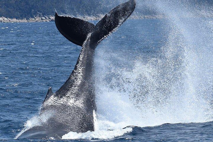 Melbourne: 6-hour Wilsons Prom Whale Watching