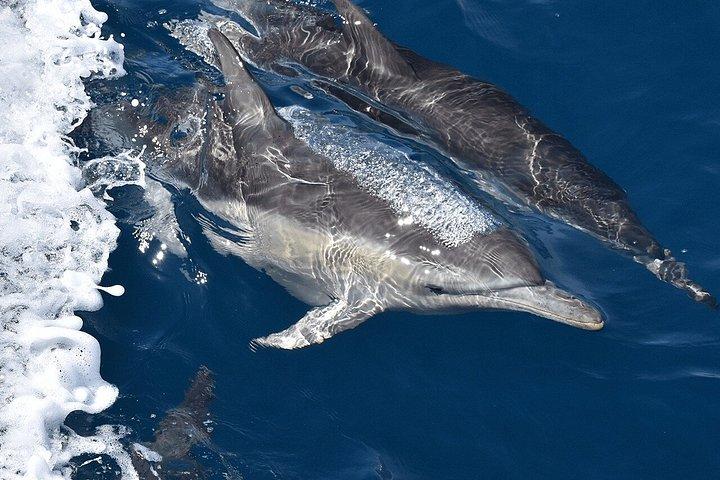 Melbourne: 6-hour Wilsons Prom Whale Watching