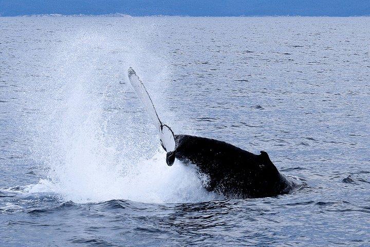 Melbourne: 6-hour Wilsons Prom Whale Watching