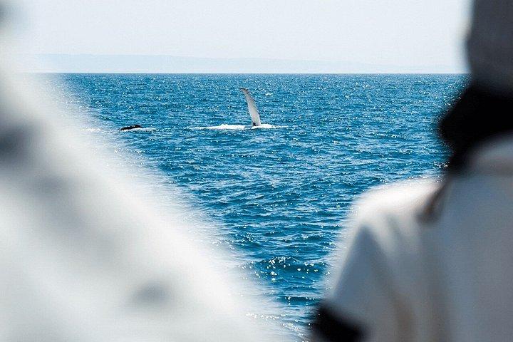 Melbourne: 6-hour Wilsons Prom Whale Watching