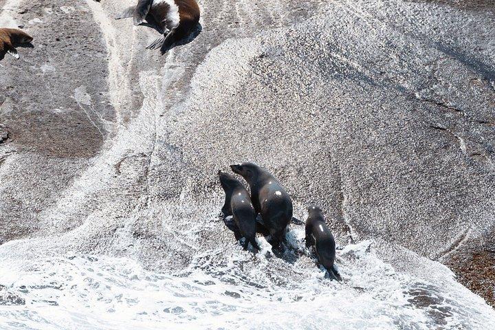 Melbourne: 6-hour Wilsons Prom Whale Watching