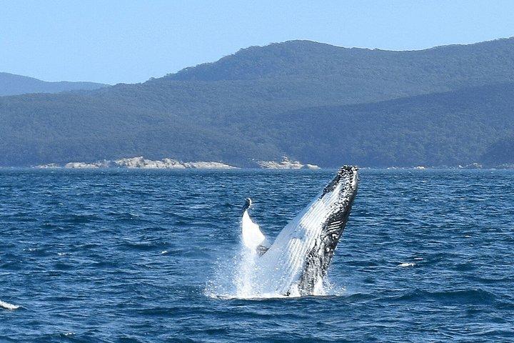 Melbourne: 6-hour Wilsons Prom Whale Watching