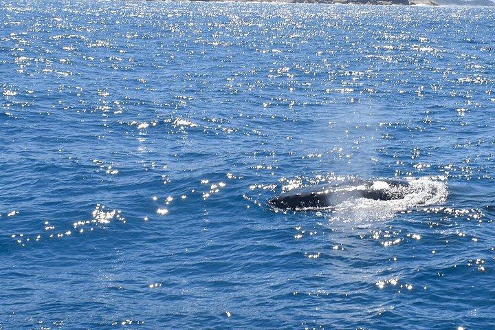Melbourne: 6-hour Wilsons Prom Whale Watching