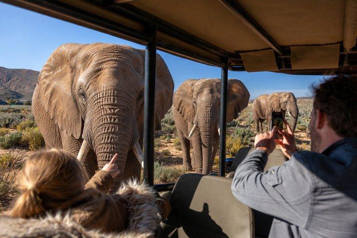 Big Five Safari Tour from Cape Town
