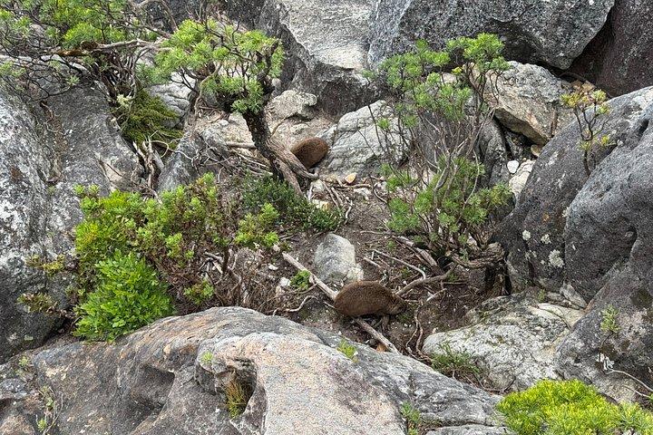 Table Mountain Self Arrival Tour with Pre Booked Cableway Ticket
