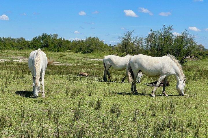 Um dia na Camargue, Aigues-Mortes e Sainte-Marie-de-la-Mer