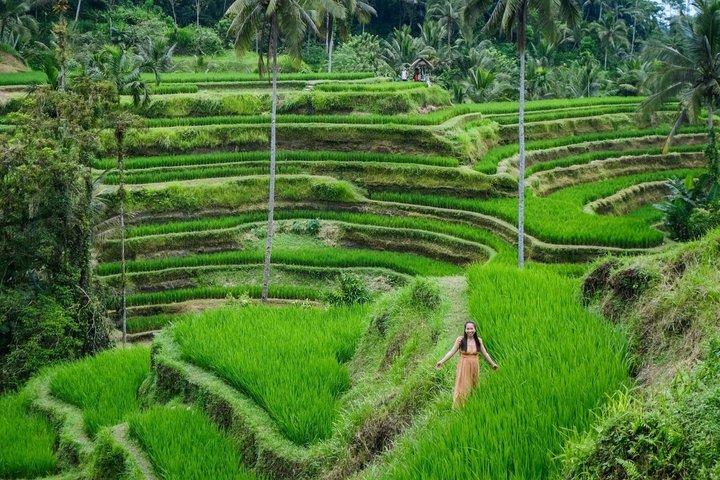 Tour privato a Bali Ubud con Monkey Forest e terrazza di riso