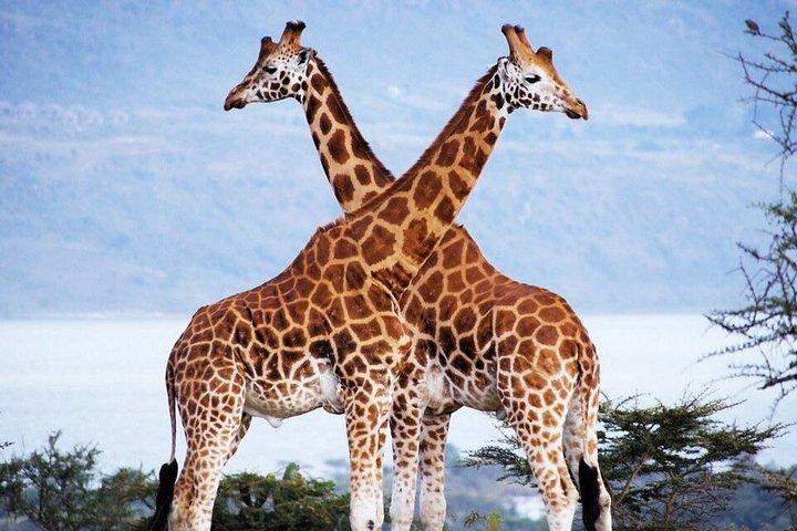 ナイロビハイライトから博物館、キリンセンター、文化舞踊