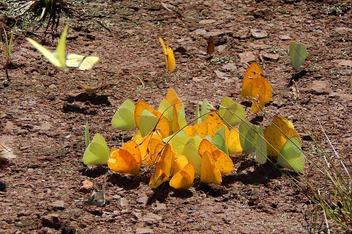 Bathing in the Forest Trail in Foz do Iguaçu