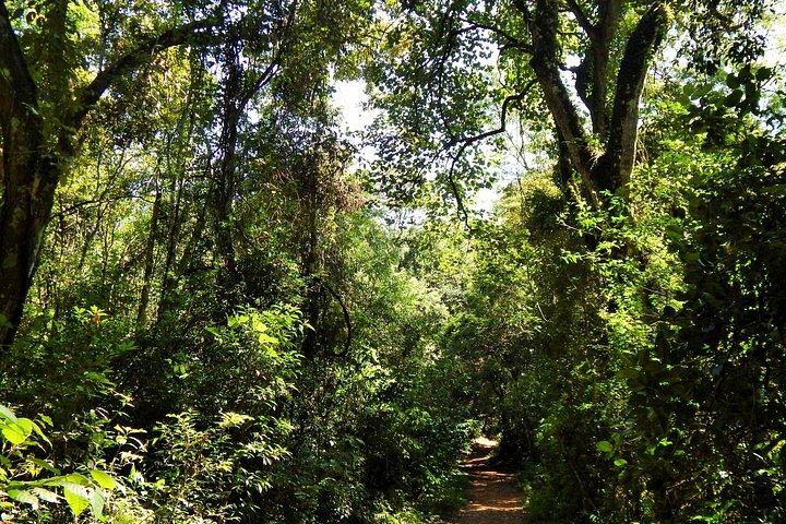 Bathing in the Forest Trail in Foz do Iguaçu