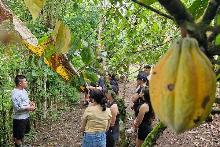 Tour Shaman medicinal plants and waterfalls