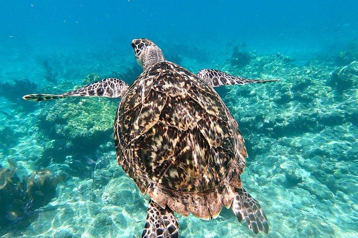 Key West Reef Schnorcheln – Morgens Mimosas oder nachmittags Margaritas