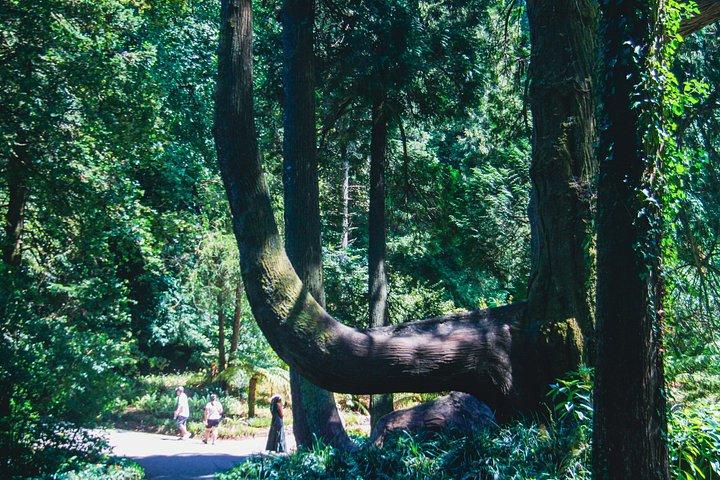 シントラ自然遺産ペナ宮殿とムーア城ツアー