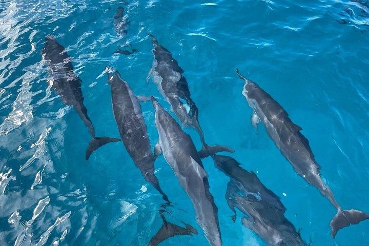 ワイキキ：少人数制タートルキャニオンシュノーケルボートツアー