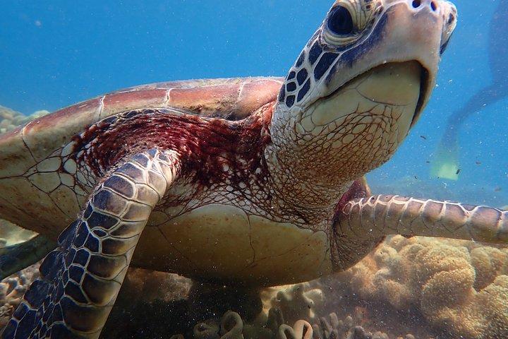 ロー・アイズ・リーフ シュノーケリングツアー 島へのアクセスなし