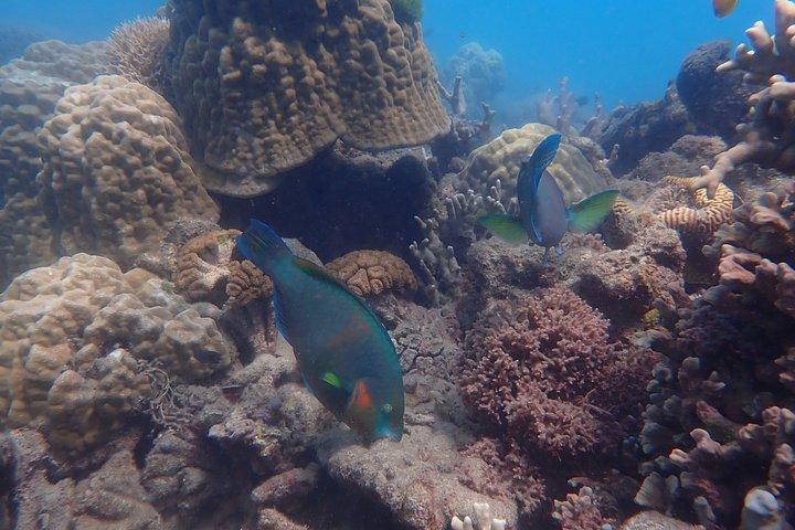 ロー・アイズ・リーフ シュノーケリングツアー 島へのアクセスなし