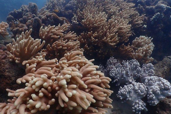 ロー・アイズ・リーフ シュノーケリングツアー 島へのアクセスなし
