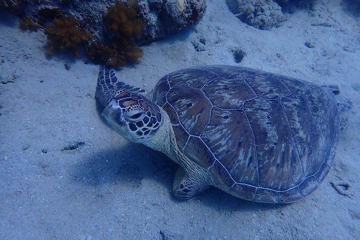 ロー・アイズ・リーフ シュノーケリングツアー 島へのアクセスなし