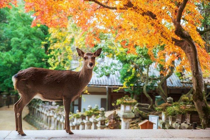 大阪発ベストオブ京都・奈良ハイライト日帰りツアー（7～9スポット）