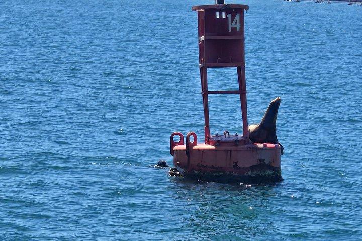 サンディエゴ・セーリング 4時間野生動物アドベンチャー 参加アクティビティ