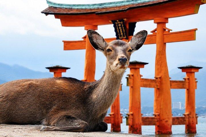 Hiroshima & Miyajima Private Custom Tour with Local Guide