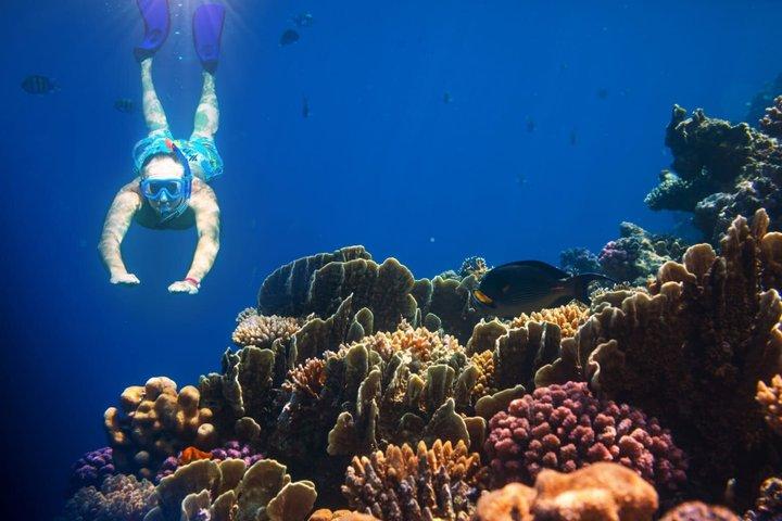 Bali Amed 4 Snorkeling : Turtle Point e Tempio Sottomarino