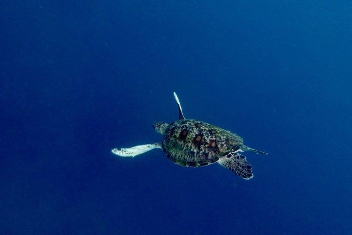 Bali Amed 4 Snorkeling : Turtle Point e Tempio Sottomarino