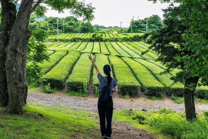 済州島プライベートタクシーツアー:2全日