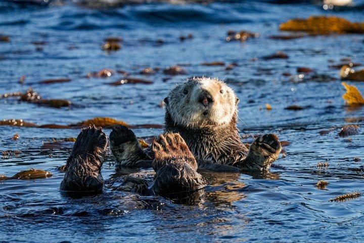 Sitka Premier Whale Watching and Wildlife Tour