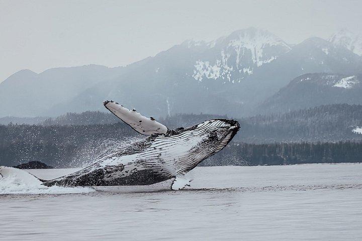 Avistamiento de Ballenas y Aventura Salvaje en Sitka